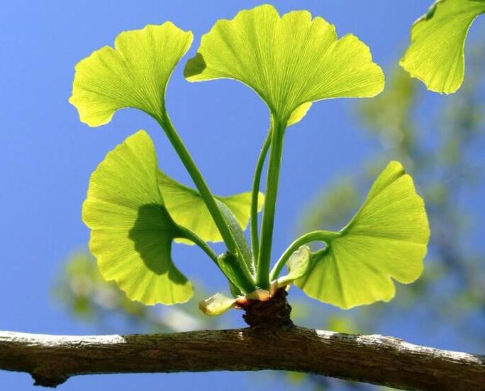 ginko biloba za povečanje penisa